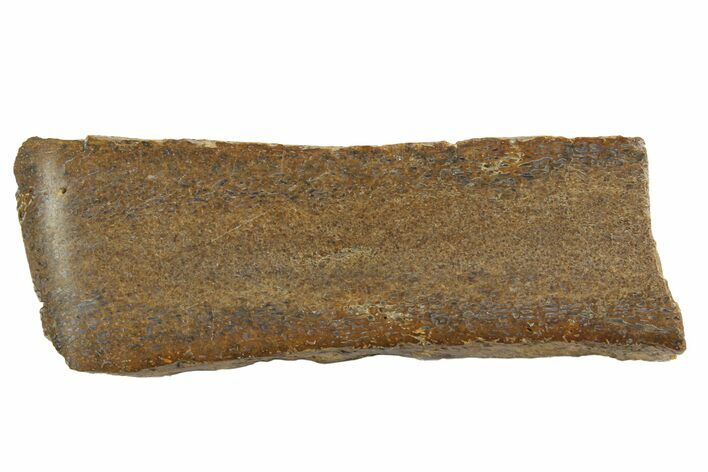 Polished Pliosaur (Liopleurodon) Bone - England #165714